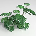 Lush Green Shrub With Large Tropical Leaves And Vibrant Foliage