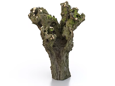 Old Tree Stump Featuring Branched Trunk Moss Covered Surface And Growing Mushrooms With Clear Texture 3d model