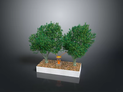 Two Green Trees Planted In White Rectangular Base With Brown Soil And Small Orange Decoration 3d model