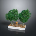 Two Green Trees Planted In White Rectangular Base With Brown Soil And Small Orange Decoration