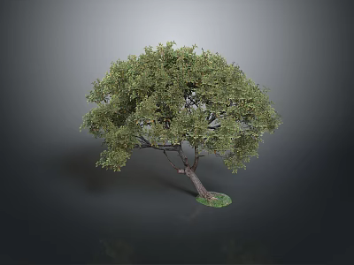 Lush Olive Tree With Vibrant Green Leaves And Strong Brown Trunk Growth 3d model