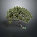 Lush Olive Tree With Vibrant Green Leaves And Strong Brown Trunk Growth