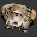 Animal Skull With Horns Showing Natural Bone Structure Of Fur Bearing Mammal