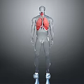 Human Head Organs 3D Anatomical Model Showing Detailed Facial Organ Structures