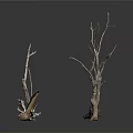 Natural Dry Plant Branches In Various Shapes With Brown And White Textures On White Background