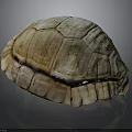 Natural Turtle Shell With Detailed Brown Beige Texture On Dark Background