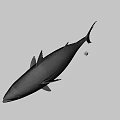 Fresh Whole Tuna Fish with Shiny Silver Scales and Firm Flesh for Seafood Meals