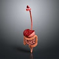 Medical Device Human Digestive System Anatomical Model With Liver Intestine Structure For Educational Visualization 3d model