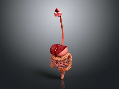 Medical Device Human Digestive System Anatomical Model With Liver Intestine Structure For Educational Visualization 3d model