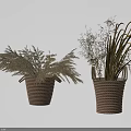 Decorative Potted Plants in Woven Baskets with Feathery and Long Slender Leaves