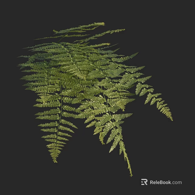 Lush Green Fern Leaves With Feathery Fronds Against Black Background 3d model 