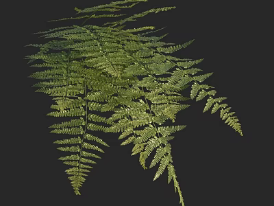 Lush Green Fern Leaves With Feathery Fronds Against Black Background 3d model