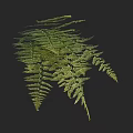 Lush Green Fern Leaves With Feathery Fronds Against Black Background