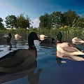 Ducks Swimming In Natural Water With Green Trees And Reflections