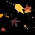 Beautiful Colorful Fall Leaves in Various Shapes Floating on Black Background
