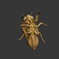 Cicada Exuvia Exoskeleton Showing Detailed Natural Structure And Yellowish Features