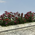 Abundant Red and Purple Hydrangeas in Stone Flower Bed with Blue Sky and White Clouds