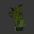 Indoor Houseplants Collection With Various Green Leafy Plants In Modern Planters