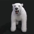 Realistic White Polar Bear Standing On Black Background With Fur Details 3d model
