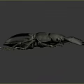 Black Beetle with Large Head and Long Legs on Gray Background 3d model