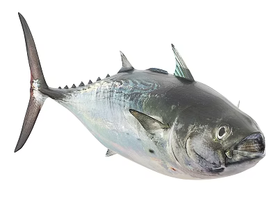 Fresh Large Tuna Fish in Ocean Water with Shiny Scales and Fins 3d model