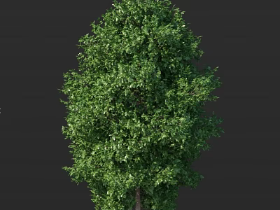 Lush Green Arbor With Dense Foliage And Strong Towering Trunk Structure 3d model
