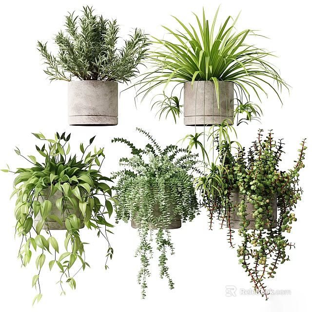 Lush Green Bonsai Potted Plants with Trailing Vines in Concrete Pots for Indoor Decor 3d model 