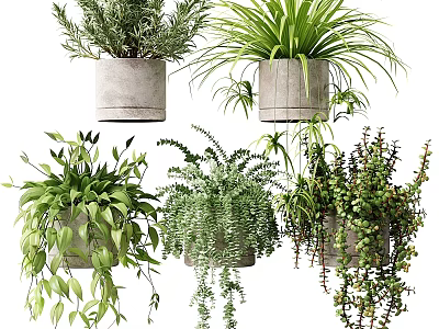 Lush Green Bonsai Potted Plants with Trailing Vines in Concrete Pots for Indoor Decor 3d model