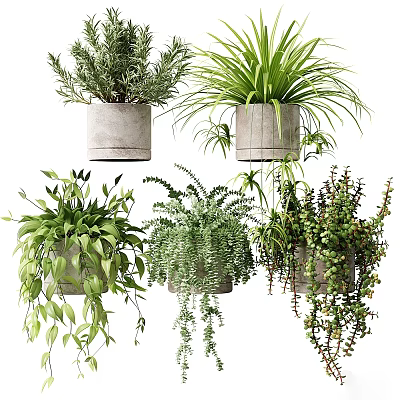 Lush Green Bonsai Potted Plants with Trailing Vines in Concrete Pots for Indoor Decor 3d model