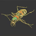 Close up view of colorful metallic beetle with iridescent exoskeleton on dark background