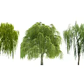 Lush Green Willow Trees With Long Hanging Branches In Natural Garden