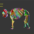 Animal Skeleton in Standing Posture with Detailed Bone Structure on Gray Background and Reflective Surface 3d model