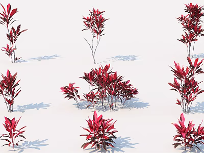 Red Leafy Shrubs Various Types Displayed On White Background With Natural Shadows 3d model