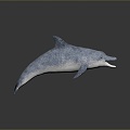 Spotting Dolphin Dolphin Cartoon Dolphin Animation Dolphin Animation Dolphin Animation Character Game Character 3d model