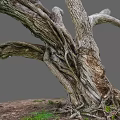 Natural Twisted Wood Tree Trunk With Exposed Roots Textured Bark And Green Grass
