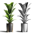 Bonsai Potted Plant With Lush Green Leaves In Modern Black Decorative Pot