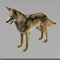 Realistic Coyote 3D Model in Standing Pose on Black Background with Reflection 3d model