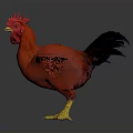 Red Rooster With Vibrant Red Feathers Black Tail And Yellow Feet Standing On Gray Background