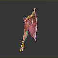 Human Muscle Anatomy 3D Model Showing Muscle Fibers And Tendons Structure