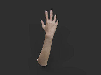 Realistic Human Hand and Arm Anatomical Model with Natural Skin Tone 3d model