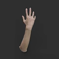 Realistic Human Hand and Arm Anatomical Model with Natural Skin Tone