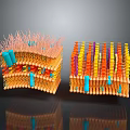 Medical Device Biological Membrane Structure With Double Layer Colorful Stripes And Blue Components
