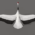 White Crane With Red Crown Spreading Wings And Black Wing Tips Standing Gracefully 3d model