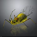 Yellow Green Spotted Insect with Transparent Wings and Long Thin Legs on Dark Background Reflection