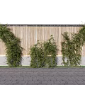 Lush Climbing Vines Against Natural Bamboo Fence With Stone Paved Ground