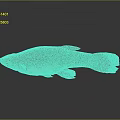 Brownish Fish With Yellow Abdomen And Scales Isolated On Dark Background