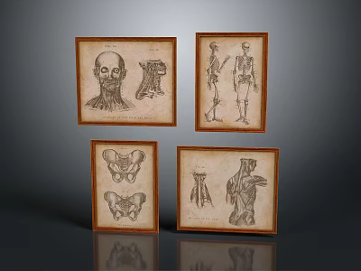 Four Framed Vintage Anatomical Illustrations Featuring Human Organs And Hair Details 3d model