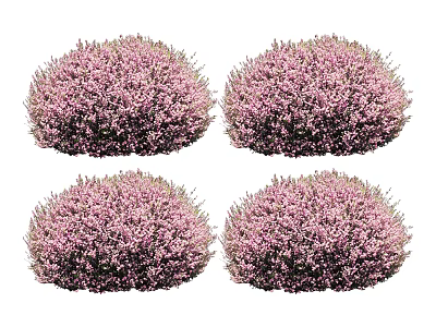 Four Vibrant Round Pink Flowering Bushes with Lush Dense Blooms 3d model
