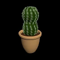 Green Potted Cactus Plant With Spiky Texture In Yellow Clay Pot