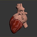 Heart Heart Human Heart Heart Anatomical Organs Human Organs Human Body 3d model